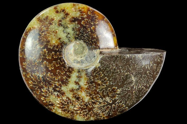 Polished Ammonite (Cleoniceras) Fossil - Madagascar #127206